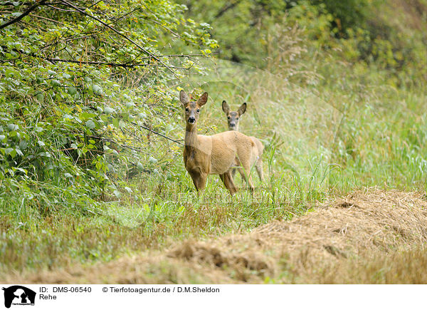 Rehe / roe deer / DMS-06540