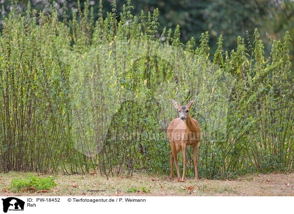 Reh / roe deer / PW-18452