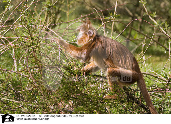 Roter javanischer Langur / red Javan Langur / WS-02082