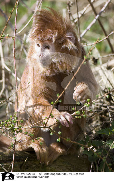 Roter javanischer Langur / red Javan Langur / WS-02085