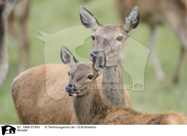 Rotwild / red deer / DMS-07993
