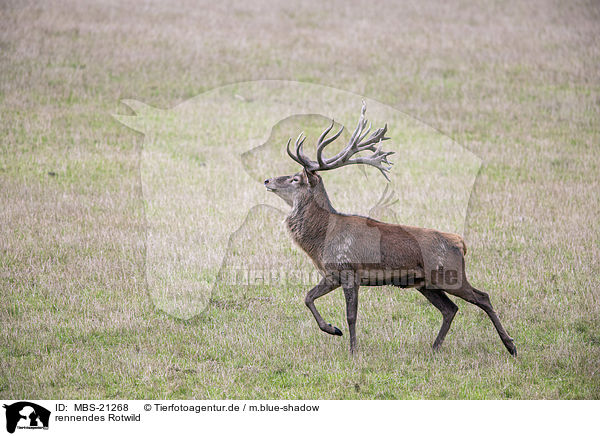 rennendes Rotwild / running Red Deer / MBS-21268