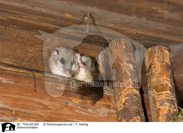Siebenschl�fer / dormouse / THA-06186