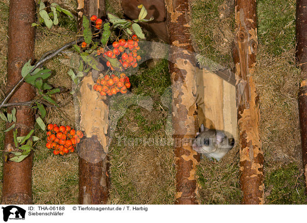 Siebenschl�fer / dormouse / THA-06188