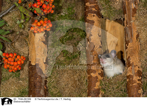 Siebenschl�fer / dormouse / THA-06189