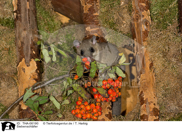 Siebenschl�fer / dormouse / THA-06190