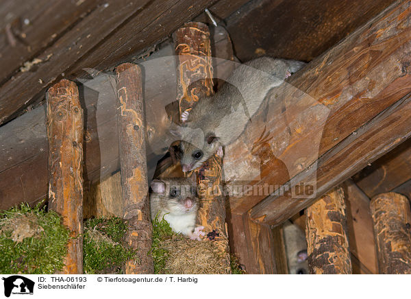 Siebenschl�fer / dormice / THA-06193