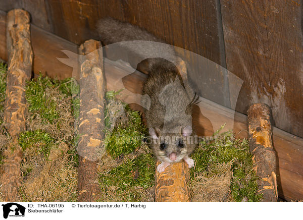 Siebenschl�fer / dormouse / THA-06195