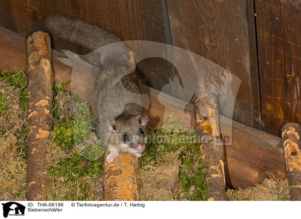 Siebenschl�fer / dormouse / THA-06196