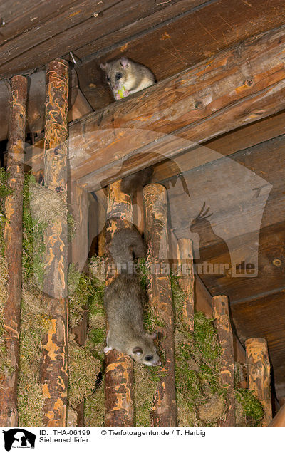 Siebenschl�fer / dormice / THA-06199