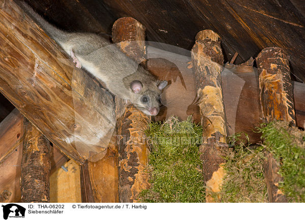 Siebenschl�fer / dormouse / THA-06202