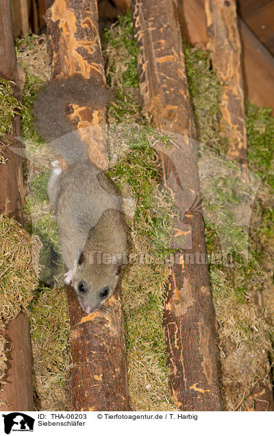 Siebenschl�fer / dormouse / THA-06203