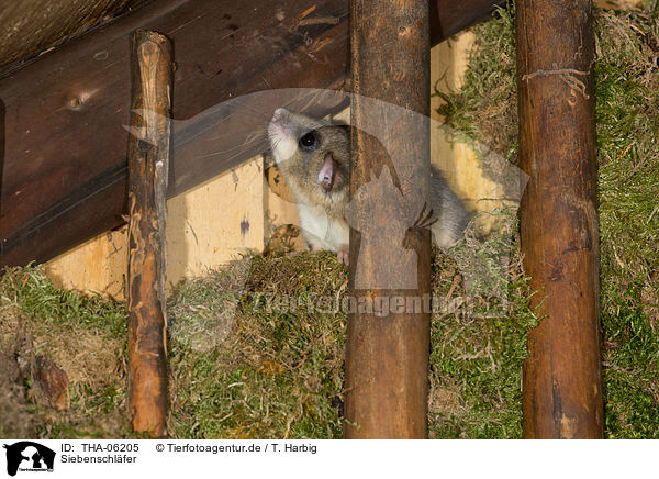 Siebenschl�fer / dormouse / THA-06205