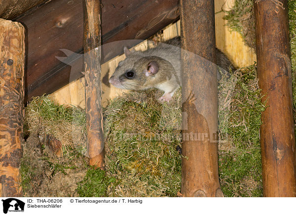 Siebenschl�fer / dormouse / THA-06206