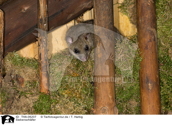 Siebenschl�fer / dormouse / THA-06207