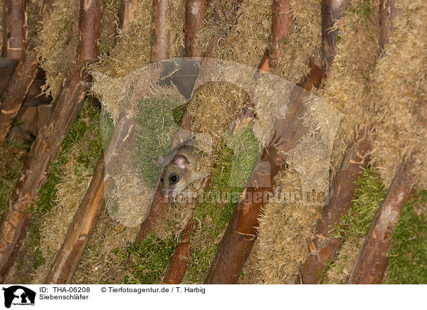 Siebenschl�fer / dormouse / THA-06208