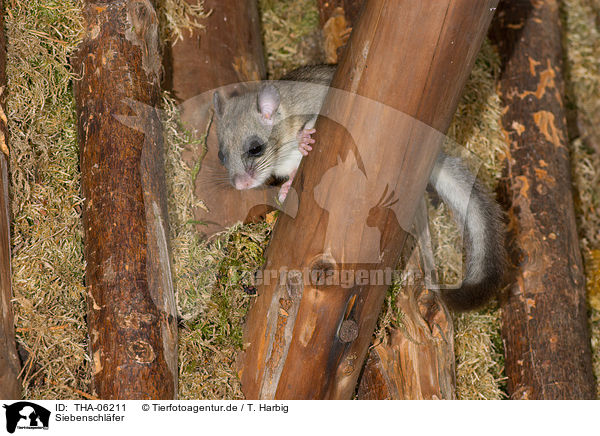 Siebenschl�fer / dormouse / THA-06211