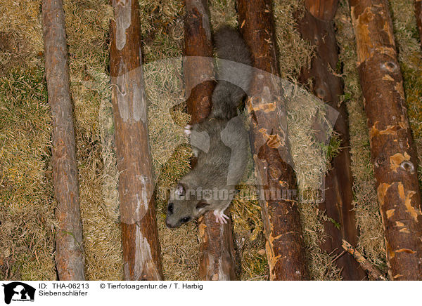 Siebenschl�fer / dormouse / THA-06213