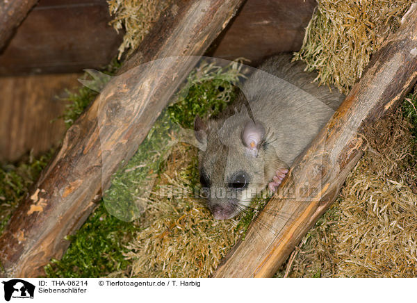 Siebenschl�fer / dormouse / THA-06214