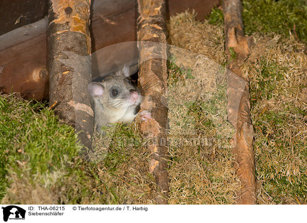 Siebenschl�fer / dormouse / THA-06215