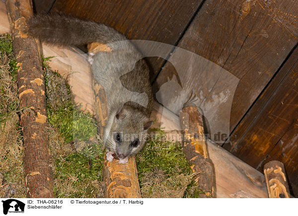 Siebenschl�fer / dormouse / THA-06216