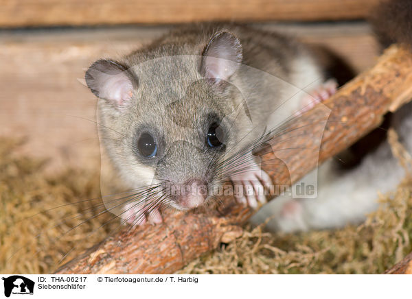Siebenschl�fer / dormouse / THA-06217