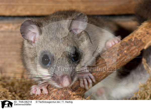 Siebenschl�fer / dormouse / THA-06218
