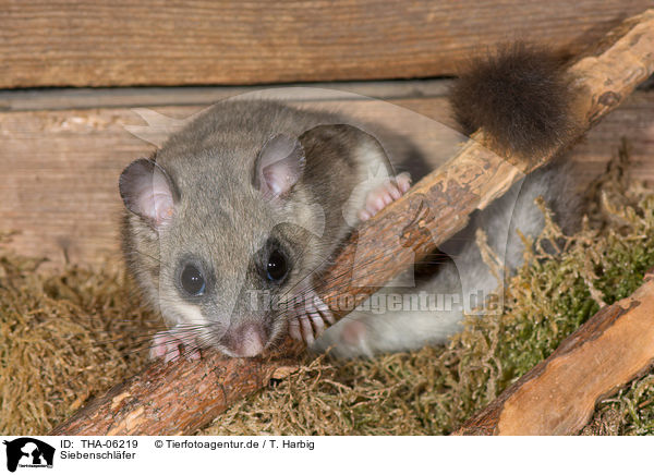 Siebenschl�fer / dormouse / THA-06219
