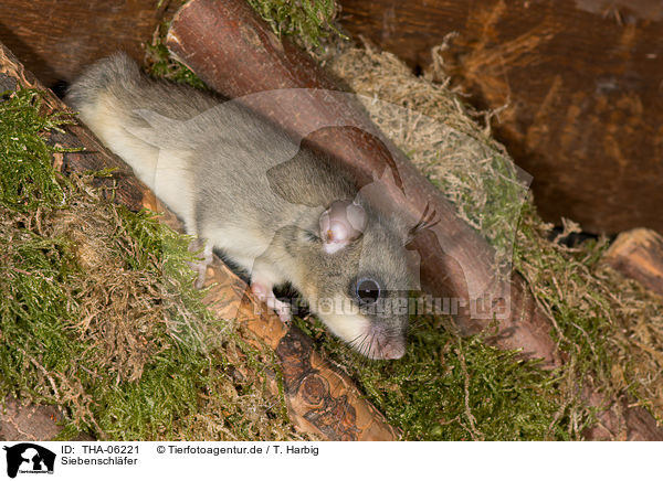 Siebenschl�fer / dormouse / THA-06221