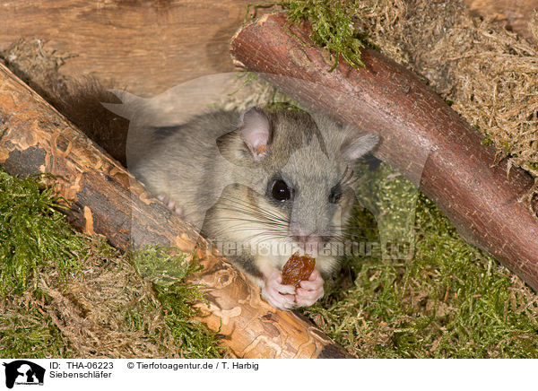 Siebenschl�fer / dormouse / THA-06223