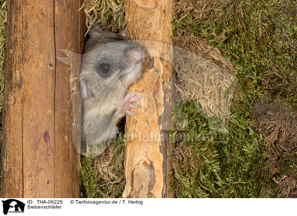 Siebenschl�fer / dormouse / THA-06225