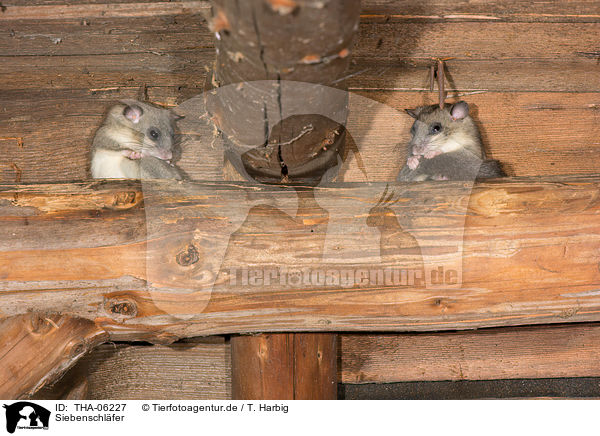 Siebenschl�fer / dormice / THA-06227
