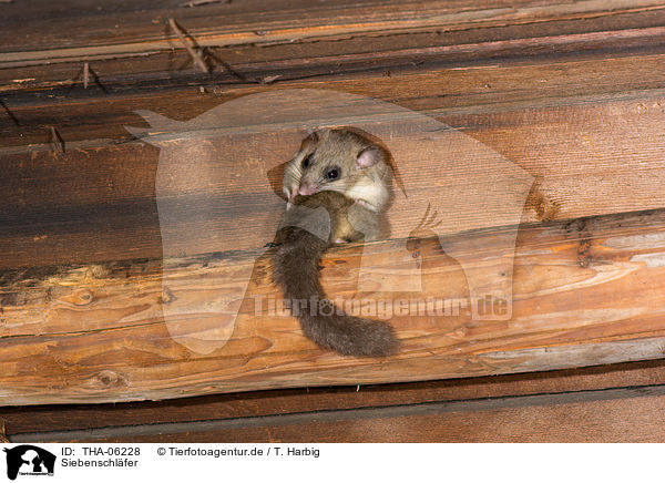 Siebenschl�fer / dormouse / THA-06228