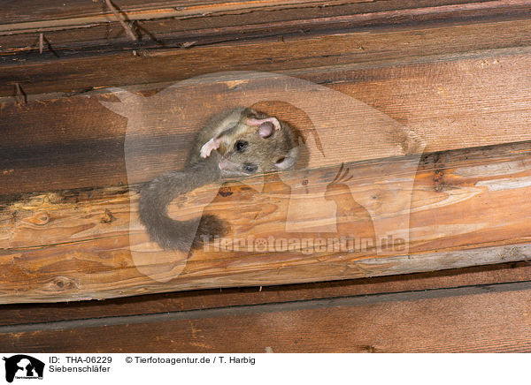 Siebenschl�fer / dormouse / THA-06229