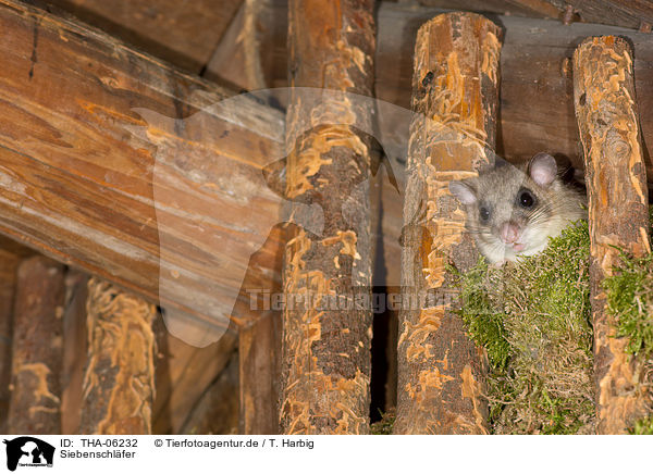 Siebenschl�fer / dormouse / THA-06232