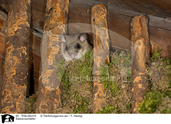 Siebenschl�fer / dormouse / THA-06233
