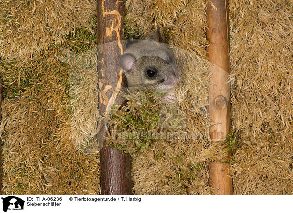 Siebenschl�fer / dormouse / THA-06236