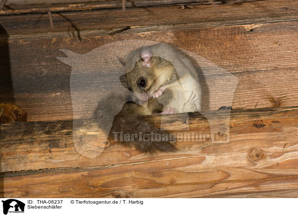 Siebenschl�fer / dormouse / THA-06237