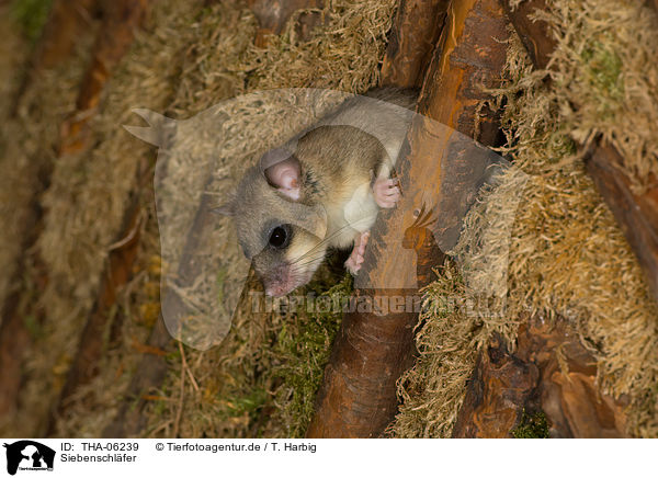 Siebenschl�fer / dormouse / THA-06239