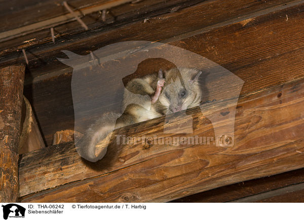 Siebenschl�fer / dormouse / THA-06242