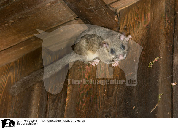 Siebenschl�fer / dormouse / THA-06248