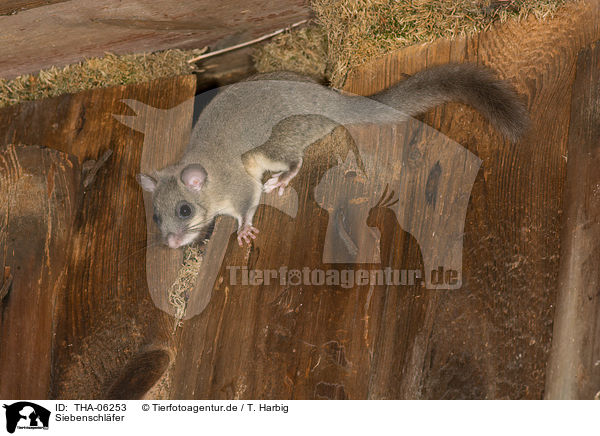 Siebenschl�fer / dormouse / THA-06253