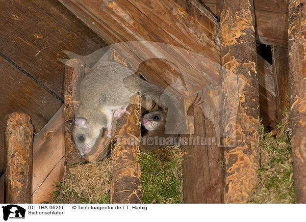 Siebenschl�fer / dormice / THA-06256