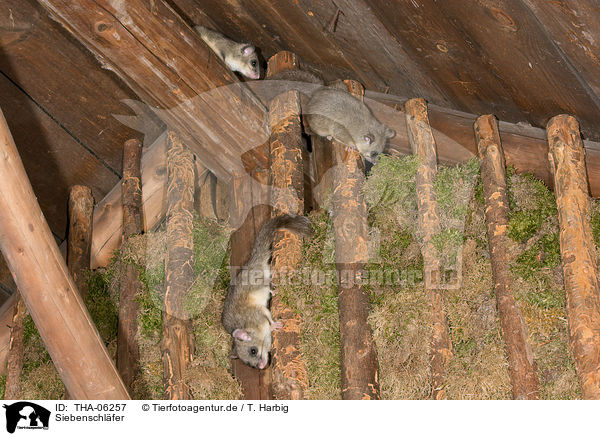 Siebenschl�fer / dormice / THA-06257