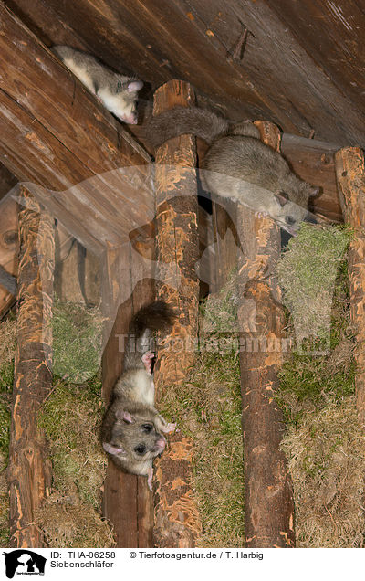 Siebenschl�fer / dormice / THA-06258
