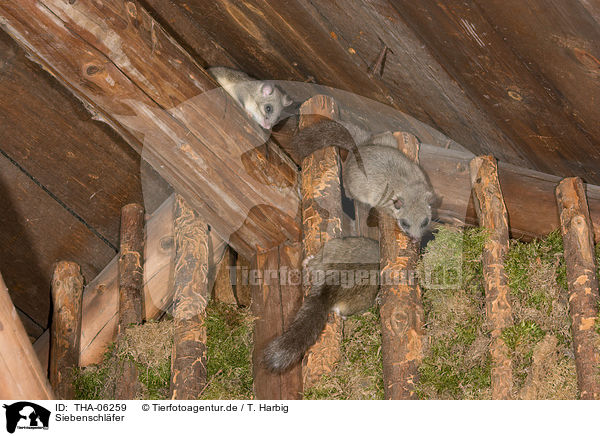 Siebenschl�fer / dormice / THA-06259