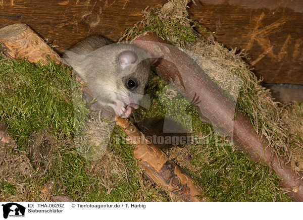Siebenschl�fer / dormouse / THA-06262