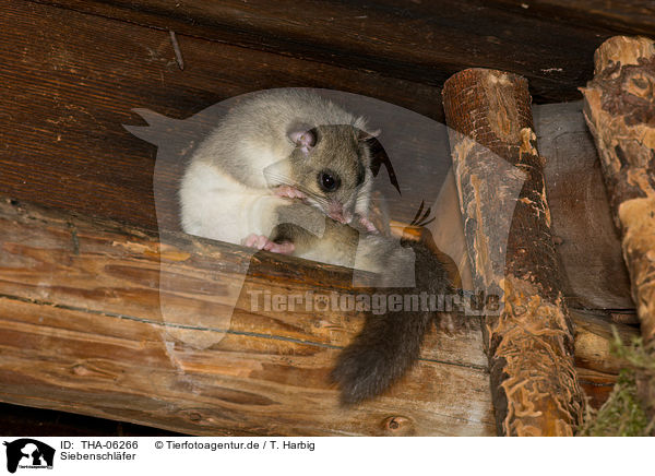 Siebenschl�fer / dormouse / THA-06266