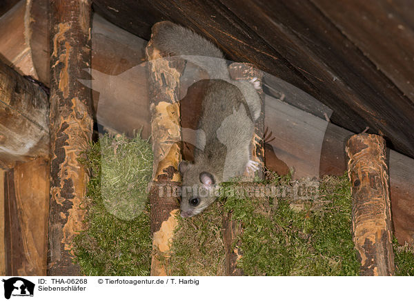 Siebenschl�fer / dormouse / THA-06268