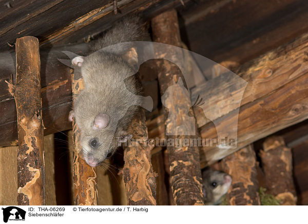 Siebenschl�fer / dormice / THA-06269